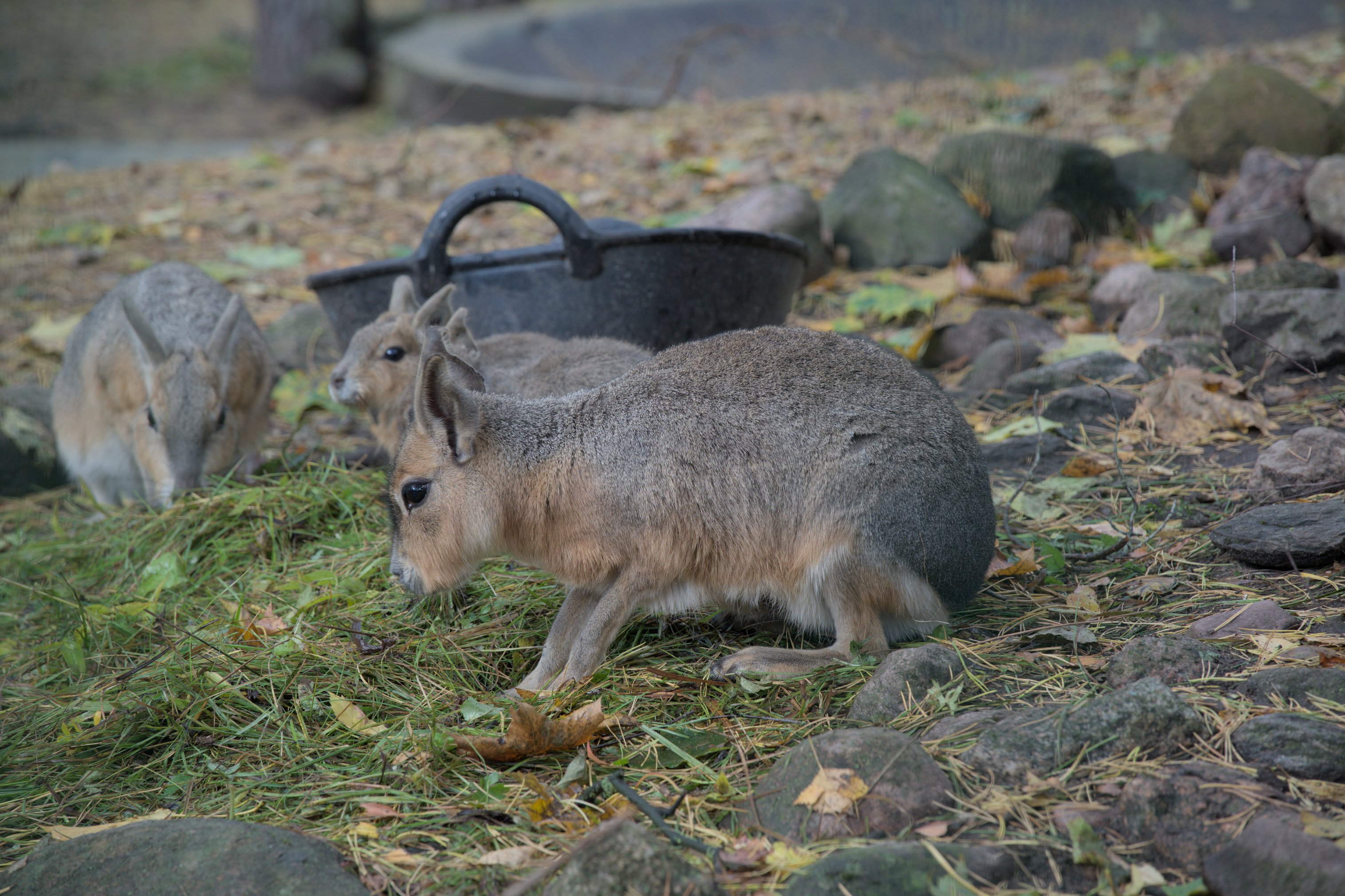 2025/10/12 - zoo/DSC_0019.jpg